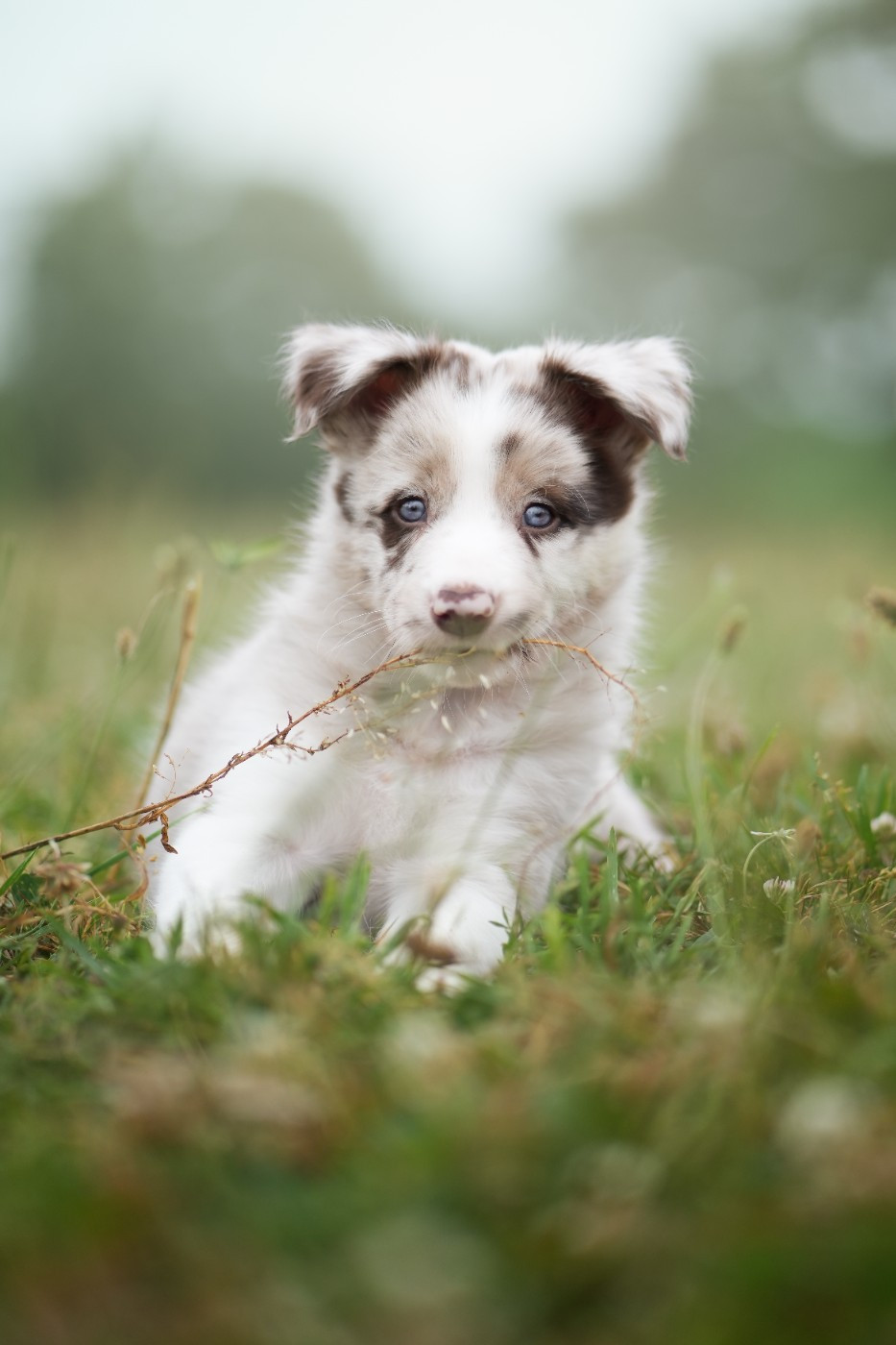 De Naya - Chiots disponibles - Border Collie