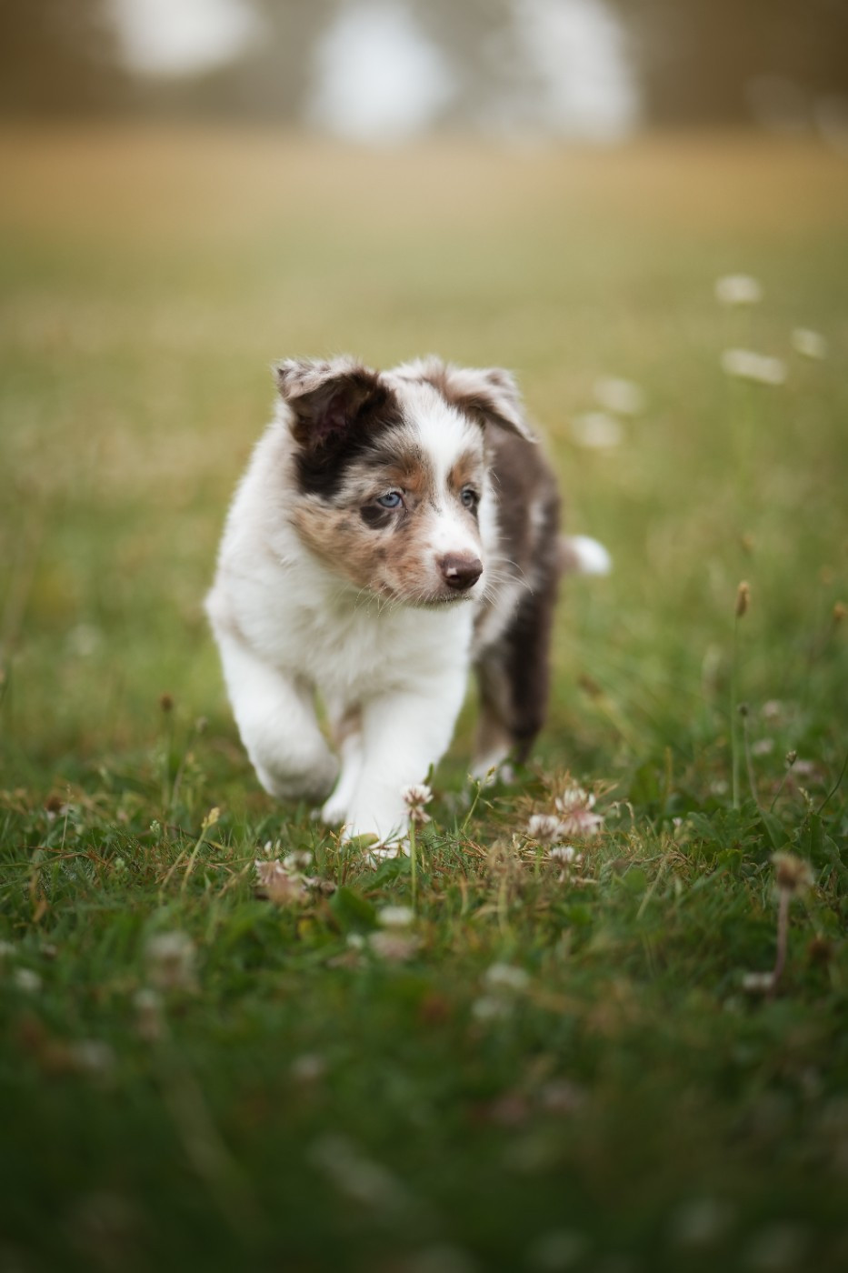De Naya - Chiots disponibles - Border Collie